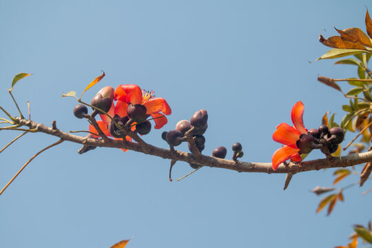 A close up view of vibrant red Bombax ceiba flowers blooming on a thin tree branch against blue.