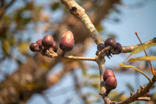 A cluster of dark purple tree buds on a thin branch with a soft, out-of-focus natural background.