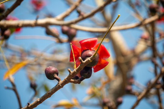 A single red Bombax ceiba flower with a long stamen on a bare branch against a clear blue sky.