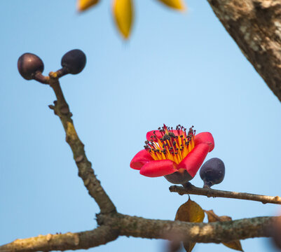 A single red Bombax ceiba flower with yellow stamens on a tree branch against a soft blue.