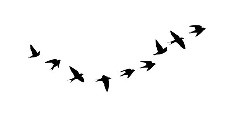 Flock of Nature Birds vector, Decorative Flying Birds Collection, Flock of Birds Flying in V Formation Silhouette Illustration © Ali