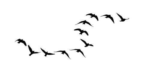 Flying Birds Isolated Nature Illustration, Birds flock in Flight Elements Set. © Ali