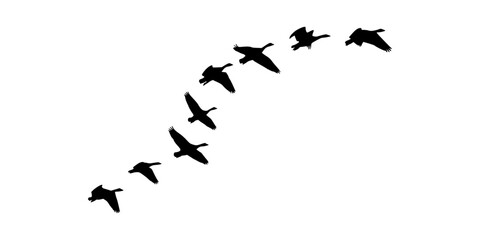 Flock of Birds Flying Silhouette pattern Illustration, Graceful Bird Flight Silhouette Collection  © Ali