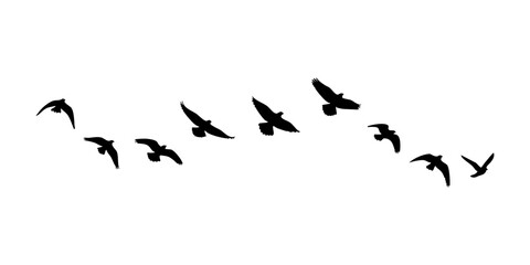 birds flock on a white background, Bird Silhouette Elements Set, Black Bird Flock Silhouette Illustration Set,  © Ali