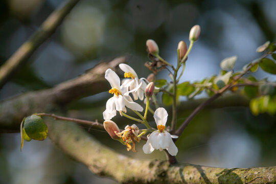 Delicate white Moringa oleifera flowers bloom on a textured branch in soft natural garden sunlight.