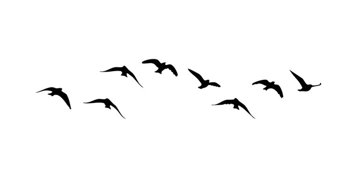 Flying Birds illustration Isolated on White background,  Birds in Flight Elements Set. flock of birds