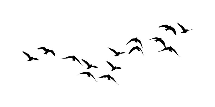 flock of birds, Bird Silhouette Collection Flying in Sky Isolated Birds Flying in Formation Silhouette Illustration