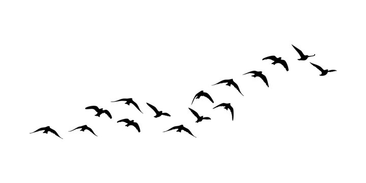 Flock of Birds Silhouette Isolated Flying Birds Silhouette Isolated on White Background