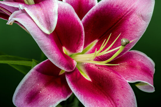 Macro photography of beautiful pink oriental lily flower pistil