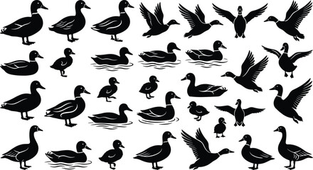 Wild duck waterfowl goose and flying mallard bird silhouette graphic elements set for hunting design © Shukimon