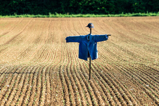Vogelscheuche auf einem Feld