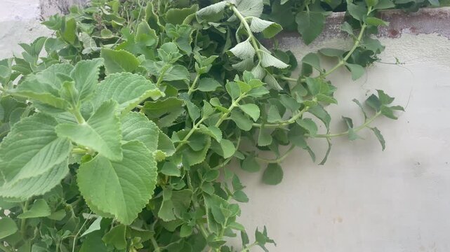 Fresh Green Ajwain leaves Plant Growing Naturally on Home wall