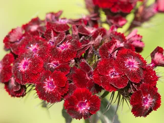 Dianthus barbatus 'Nigrescens' © Winfried Rusch