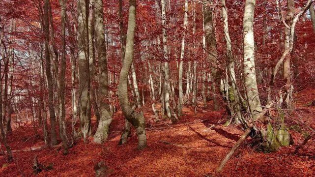 Aerial landscape of autumn beech forest with red foliage. Moving in tall trees in woodland, natural scenery background, 4k