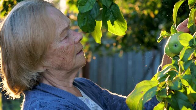 Senior woman gardener inspecting quality of green apples on tree branch in garden during golden hour at sunset lights. Moment representing connection with nature and a tranquil retirement