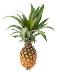 Fototapeta premium Whole Ripe Pineapple with Crown Isolated on transparent Background with Clipping Path