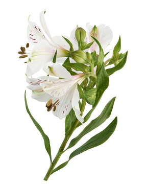 Fresh White Alstroemeria flowers isolated on transparent background with clipping path. Ideal for floral design, weddings, greeting cards, gardening, packaging, and botanical concepts.