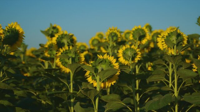 Rear view of a dense sunflower field showing green flower heads and tall stems beneath a clear blue summer sky. Agriculture, crop cultivation and natural abundance concept. 4K.