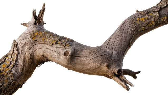 Gnarly weathered dead tree branch with textured bark, isolated on transparent background