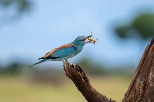 A European Roller perched on a branch with a grasshopper in its bill, Kruger Park. 