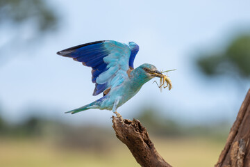 Obraz premium A European Roller landing on a tree with a grasshopper in its bill, Kruger Park. 