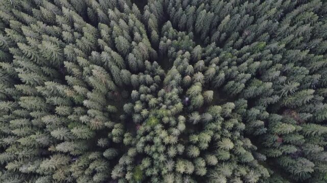 Bird's eye view of autumn conifer forest in warm evening light