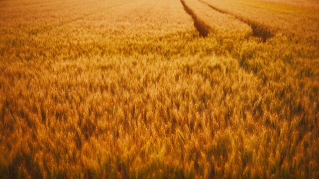Golden wheat field at sunset with tractor tracks across expansive rural farmland landscape, 4K