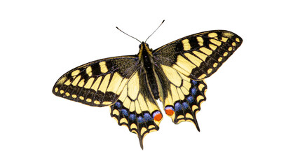 Old world swallowtail butterfly wings open isolated on white background with butterfly, swallowtail © Jahid