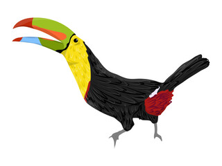 Obraz premium Keel billed toucan Ramphastos sulfuratus tropical parrot wild bird isolated vector illustration