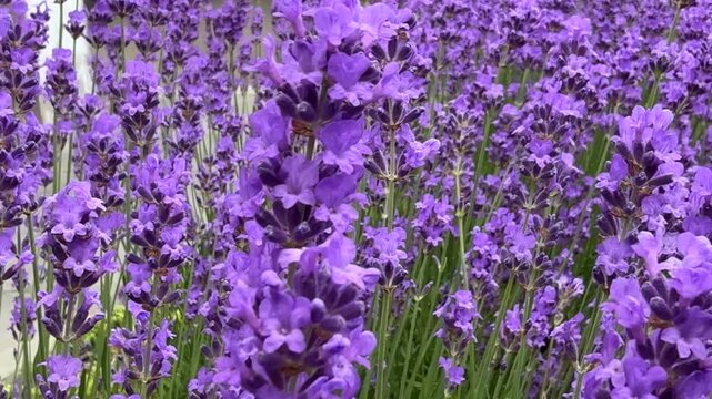 Close-up view of a honeybee pollinating vibrant purple lavender flowers blooming in a lush green field, capturing a serene moment in a sunny summer garden.