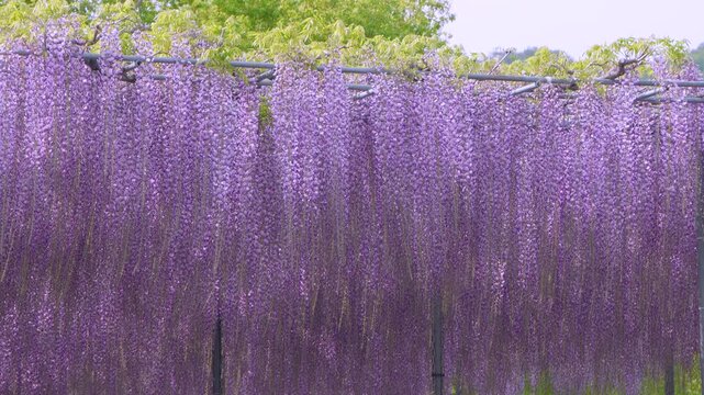 Slow‑motion footage of violet wisteria blossoms swaying in the wind, featuring spring flowers, a floral background, and cinematic nature scenery.