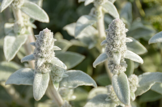 Close up of Stachys byzantina plants, known as lamb&acute;s ear 