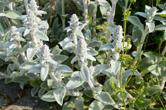 Close up of Stachys byzantina plants, known as lamb&acute;s ear 