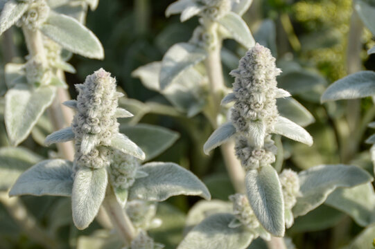 Close up of Stachys byzantina plants, known as lamb&acute;s ear 