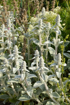 Close up of Stachys byzantina plants, known as lamb&acute;s ear 