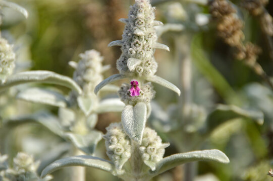 Close up of Stachys byzantina plants, known as lamb&acute;s ear 