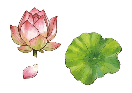 Item-style fresh lotus flower illustration, elegant glossy pink water lily with juicy dew drops and green leaves for organic wellness branding ／ シズル感のあるハスの花のイラスト