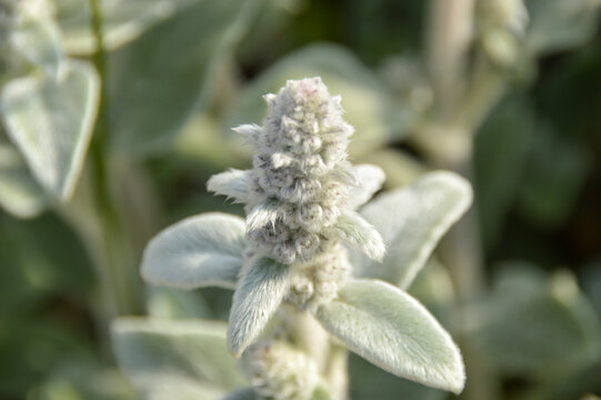 Close up of Stachys byzantina plants, known as lamb&acute;s ear 