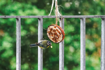 tit on the fence © Alicja Wójcik