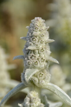 Close up of Stachys byzantina plants, known as lamb&acute;s ear 