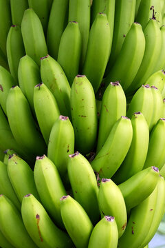 European banana plants ripening on Madeira