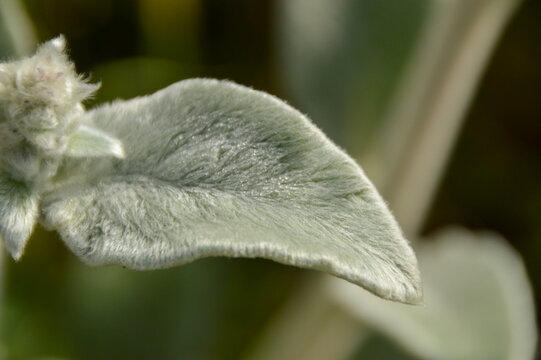 Close up of Stachys byzantina plants, known as lamb&acute;s ear 