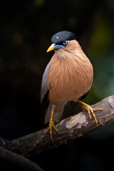 Close-up portrait of a Brahminy Starling (Sturnia pagodarum) perched gracefully on a tree branch © Riadi