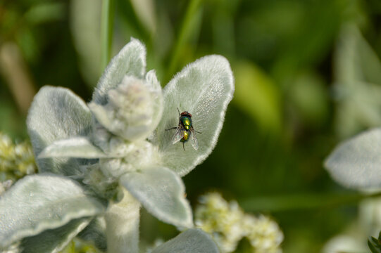 Close up of Stachys byzantina plants, known as lamb&acute;s ear 