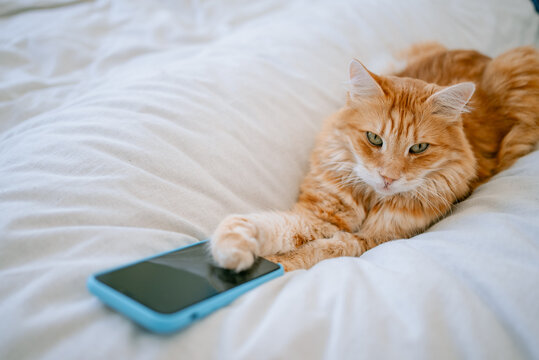 Ginger cat is lounging comfortably on a white bed, gently touching a mobile phone with its paw, illustrating technology use within a domestic pet environment