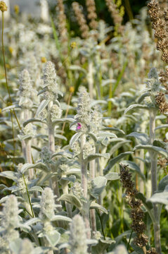 Close up of Stachys byzantina plants, known as lamb&acute;s ear 