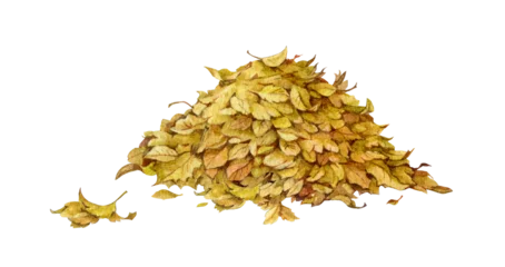 Autumn leaves pile isolated on transparent background. Rustic fall hand painted watercolor illustration botanical for seasonal branding, packaging, stationery, harvest and nature design. © anitapol