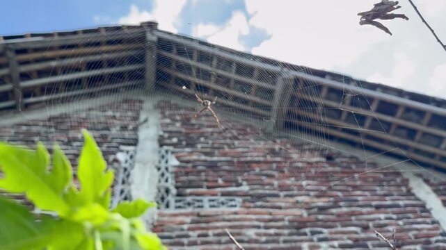 Low angle shot of a large orb weaver spider on its web against an unfinished brick building and blue sky