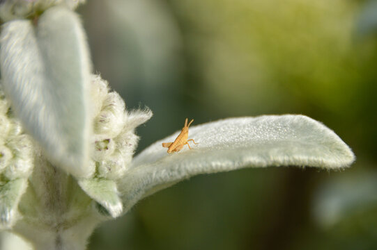 Close up of Stachys byzantina plants, known as lamb&acute;s ear 