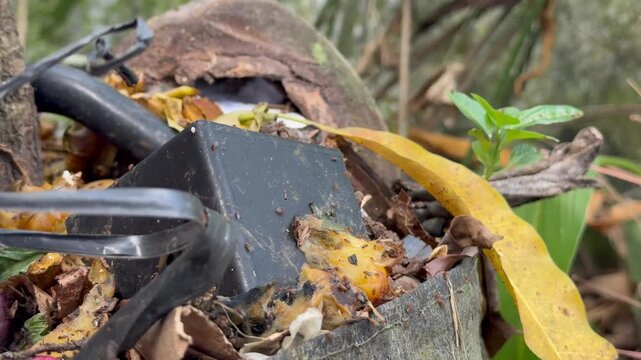 Macro shot of tiny ants crawling on decomposing food waste and dried leaves in a backyard compost heap
